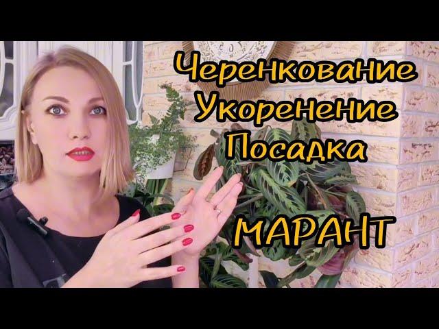 Черенкование, укоренение, посадка Марант Керховена, Лемонлайм, Триколор