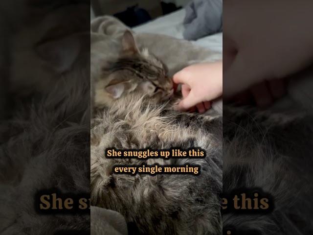 Starting the Day with Purrfection