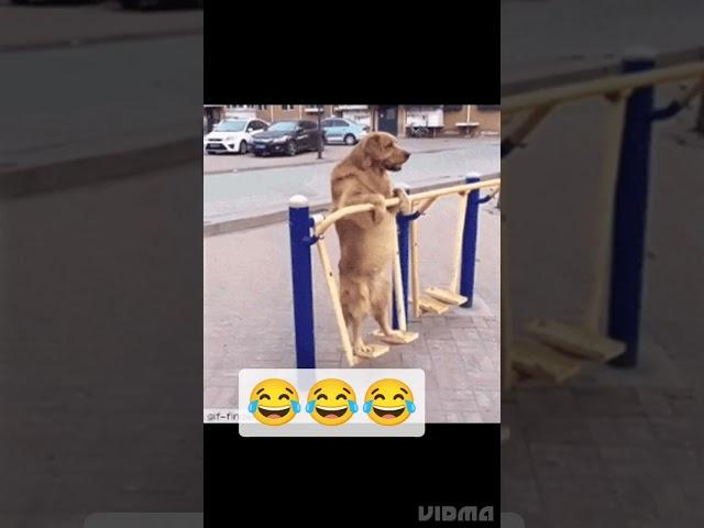 introvert dog#shorts #youtubeshorts #dogstatus #funnydogvideos