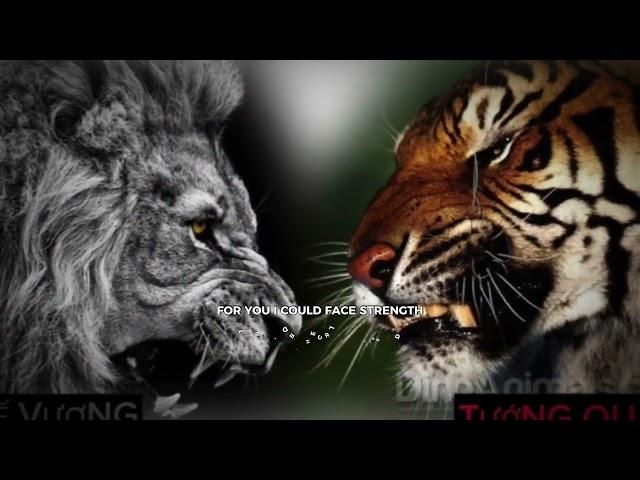 Lion vs Tiger, who is the real king?#animals #baihoccuocsong #dongvat #thinhhanh #shorts