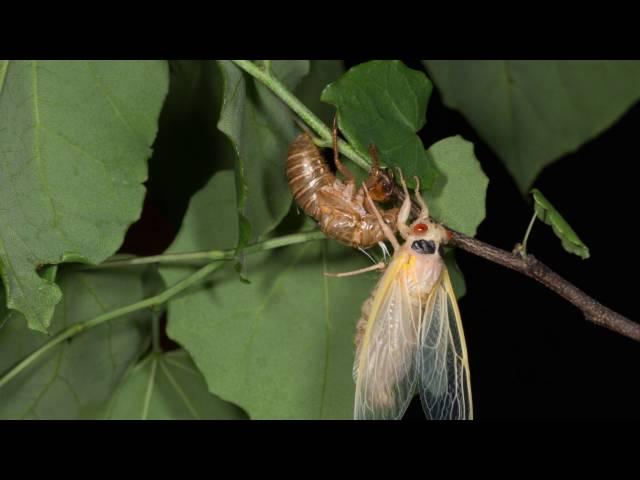 Magicicada septendecim molting May 29, 2016 in Ohio, USA