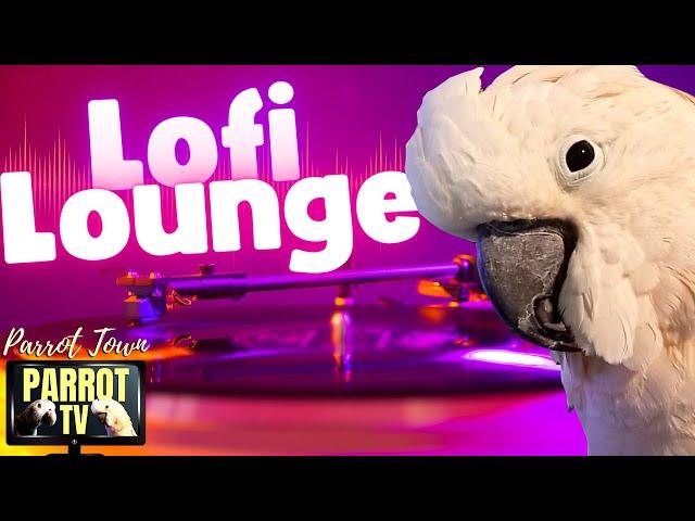 Lofi Lounge | Relaxing Lofi Beats for Birds to Chill to | Parrot Music TV for Your Bird Room