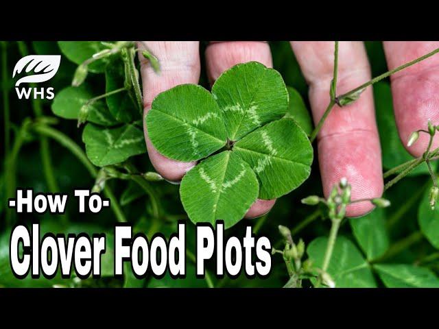 #1 Clover Food Plot Planting Tip