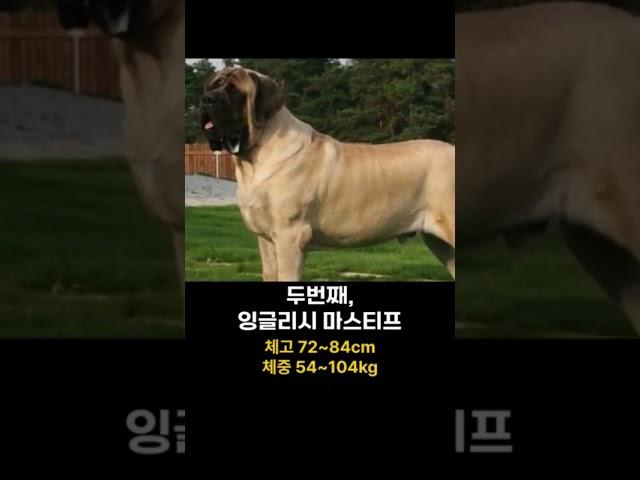 대표적인 초대형견 5종