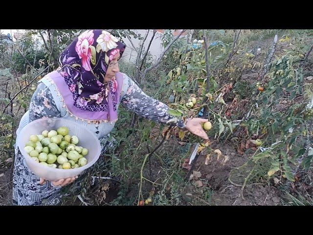 Bahçemizden Doğal Organik Turşuluk Domates Topluyoruz