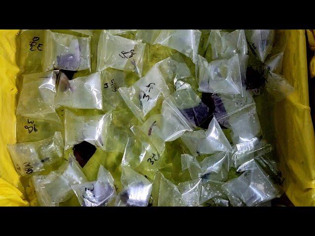 A lot of exotic Betta Fish | Beautiful Fighter Fish | UNBOXING | AnimalHolic