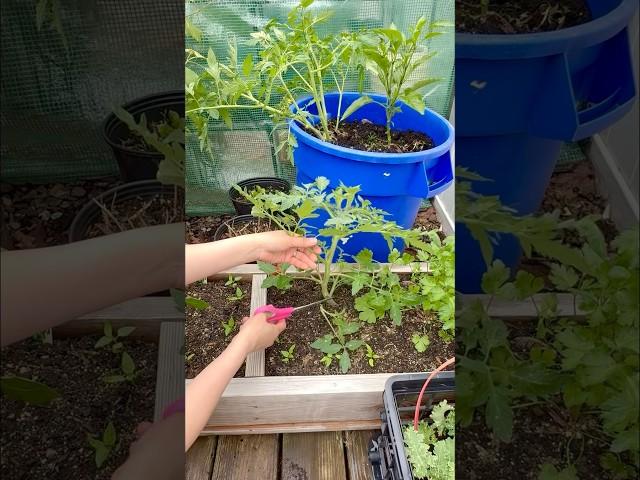 A little PRUNING of my  BIG BOY TOMATO & CALIFORNIA WONDER PEPPER Plants 🪴