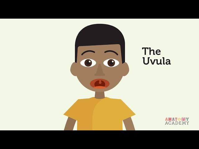 WHAT IS THE UVULA?