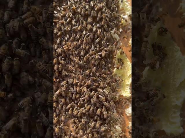 Can You Find the Queen Bee?