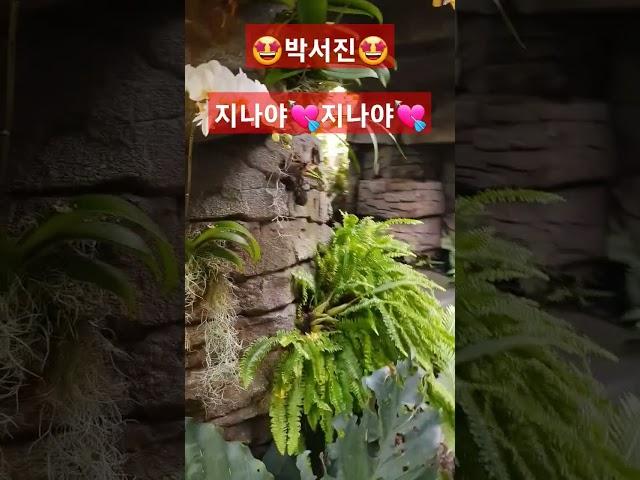  박서진  지나야~🫠 지나야~  세종시 세종식물원