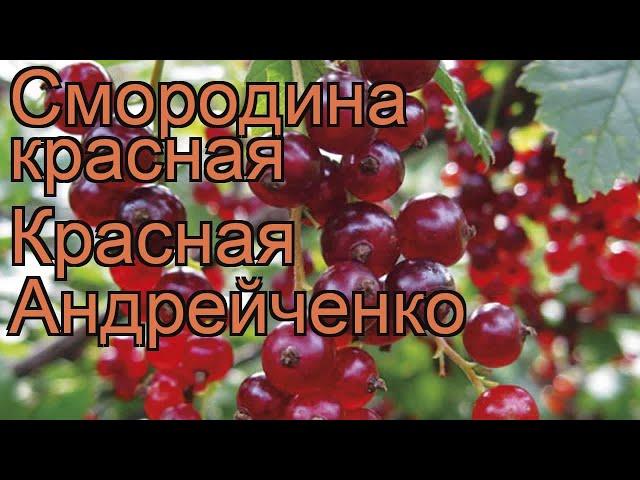 Смородина красная Красная Андрейченко  обзор: как сажать, саженцы смородины Красная Андрейченко