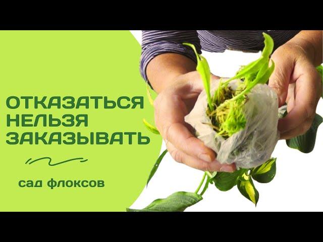 7 новых садовых сокровищ. Распаковка хост из 'Садов флоксов'