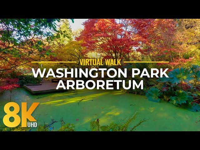 Best Autumn Seattle Attraction in 8K - Nature Walk to See Fall Colors of Washington Park Arboretum