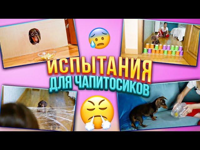 СЛОЖНЫЕ ИСПЫТАНИЯ ДЛЯ ЧАПИТОСИКОВ