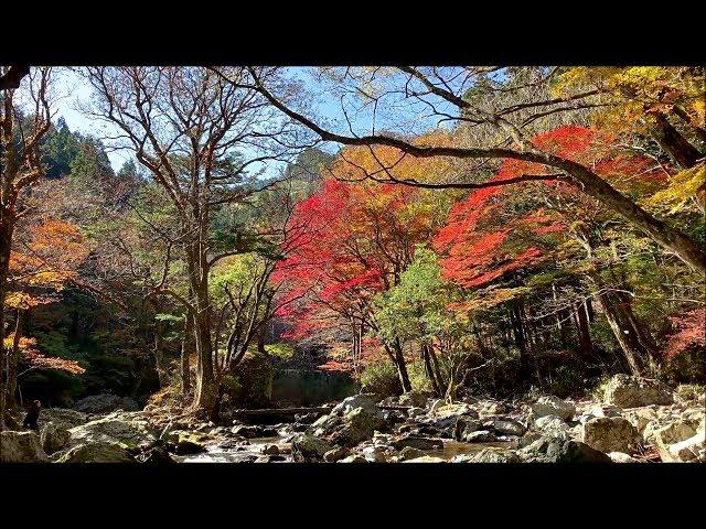 2018　11/5　小田深山渓谷の紅葉　～愛媛県内子町中川～