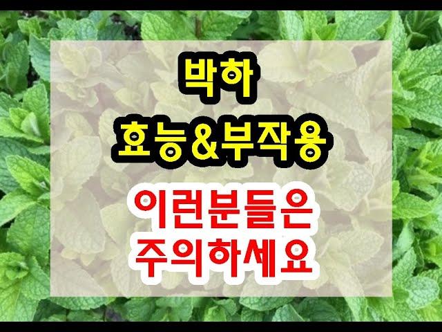 박하 효능과 부작용 잘 알고 드셔야해요~