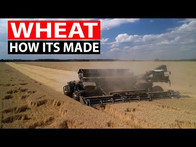 How Ukrainian Farmers Produce Millions of Tons of Wheat