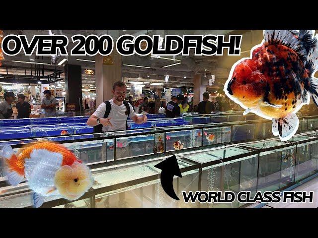 BANGKOK goldfish SHOW | FULL walk around tour