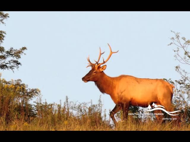 Kentucky State Parks Elk Tours