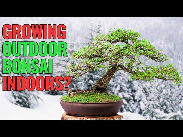 Can You REALLY Grow Outdoor Bonsai Trees Indoors?