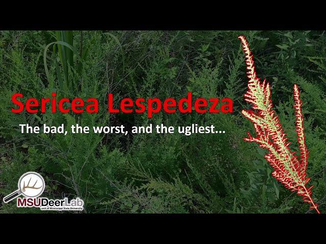 How to ID and Control Sericea Lespedeza - A Deer Habitat Management Essential