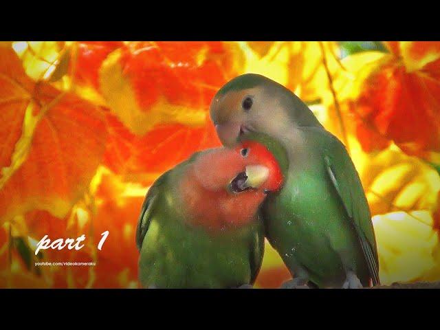 Lovebirds Sounds - Peach-faced Lovebird: Two Green, Red-Face and White-Face - Part 1