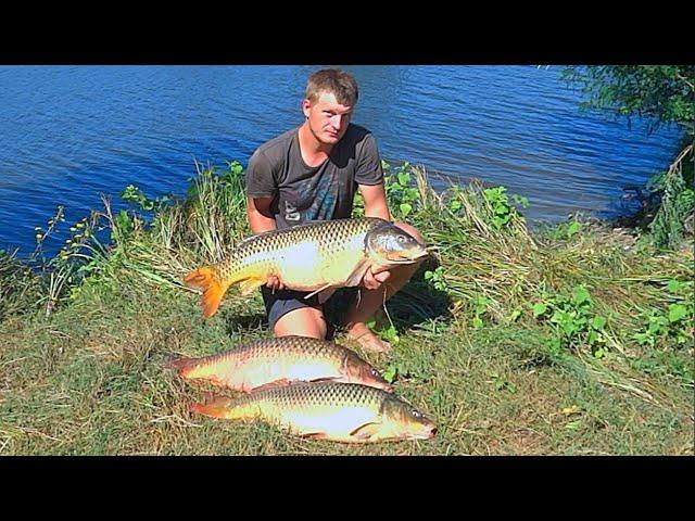 ОГРОМНЫЕ МОНСТРЫ НА ЗАКИДУШКИ 42 кило!!  Рыбалка с ночевкой на закидушки. Ловля сазана на жмых.