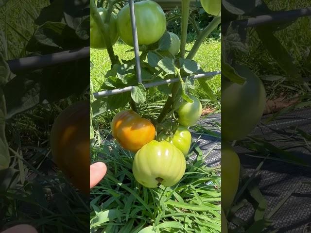 Tomatoes Are Turning  Check in Chamberlin Family Farms (FB) for Updates #tomatoes #harvesting