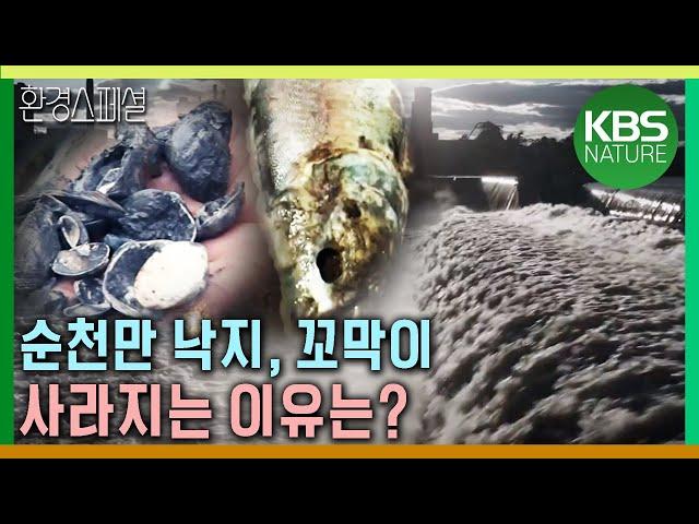 순천만 갈대밭이 원망스럽기만 한 어민들, 댐이 불러온 습지의 죽음 [KBS네트워크 특선-습지의 경고] / KBS 20150102 방송