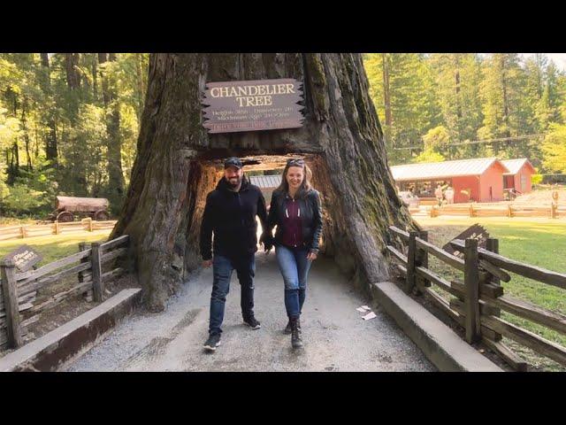 Avenue of the Giants - Motorcycle Bucket List Ride - Oregon Coast Day 4