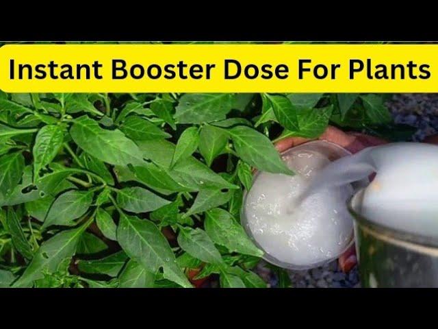 100% Free Organic Liquid Fertilizer For vegetable Plants / How To Make Fertilizer At Home