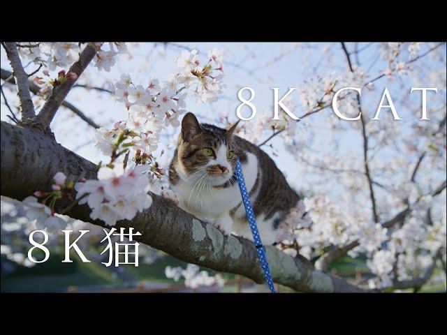 8K CAT/ 8K猫