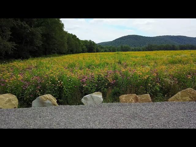 Field Flowers  Irvine, PA