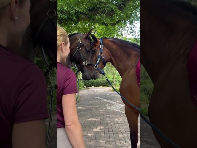 Reunion of Long-Separated Horse Brothers Elicits Joy and Love