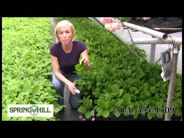 Ruby Slippers Dwarf Oakleaf Hydrangea - Spring Hill Nursery