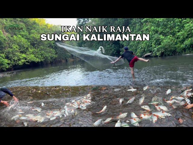 MENDIDIH‼️KAWANAN IKAN KENA JALA, INI BARU RUMAHNYA IKAN 