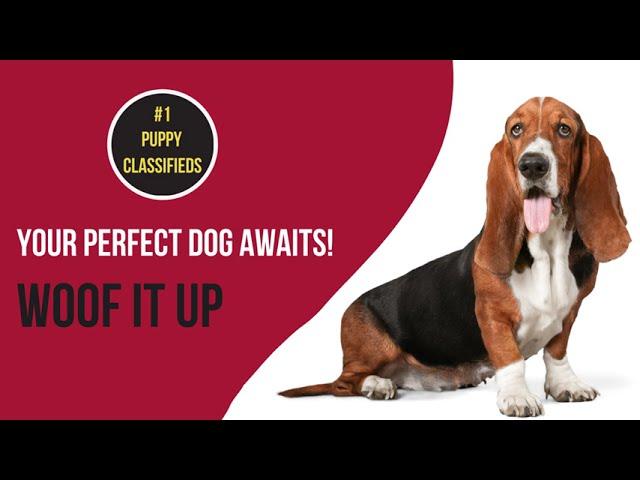 Pets Buying & Selling Online in USA | No 1 Puppy Classifieds | Woof It Up