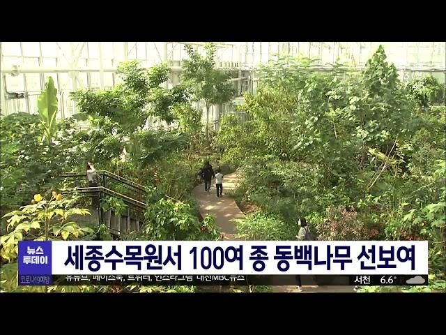 세종수목원서 100여 종 동백나무 선보여/대전MBC