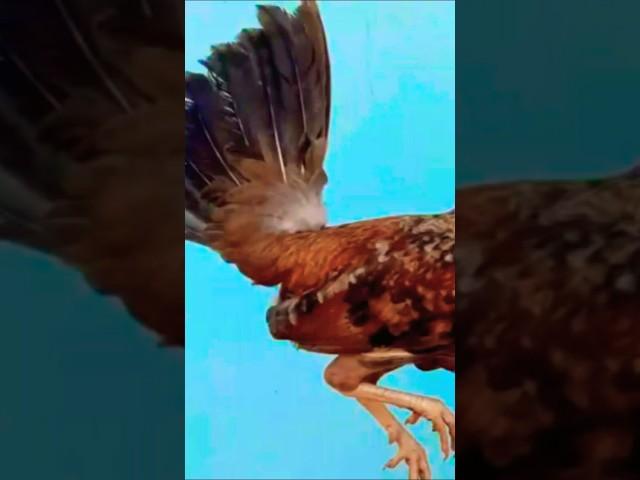 ibang klasing benabae oh #rooster #chicken #ayam