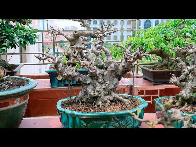 Hà Nội - Địa Chỉ Bán Cây Cảnh, Cây Bonsai Rẻ Nhất Toàn Quốc (LH 0399903128)