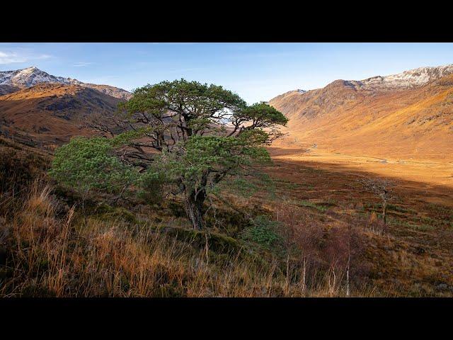 Saving Scotland's oldest pines