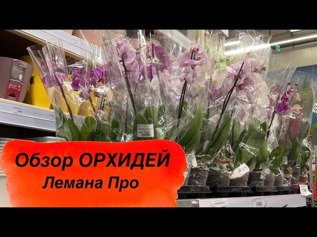  ОБЗОР ОРХИДЕЙ Лемана Про (Леруа) Рязань  #новыеорхидеи #орхидеиуход #обзорорхидей #покупкацветов