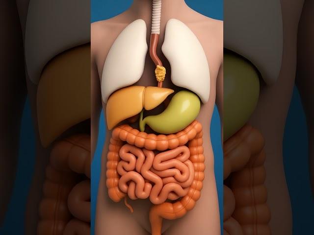 Watch How Food Travels Inside the Body | 3D Science