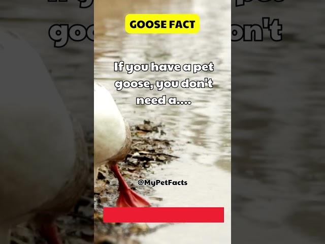 You Won't Need This With A Pet Goose  #goose #geese #goosefact #geeselive #goosegooseduck #shorts