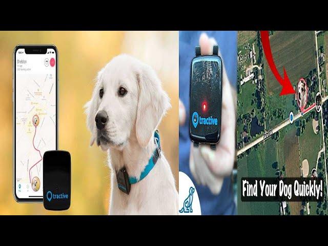 Top 3 best pet gps tracker 2024