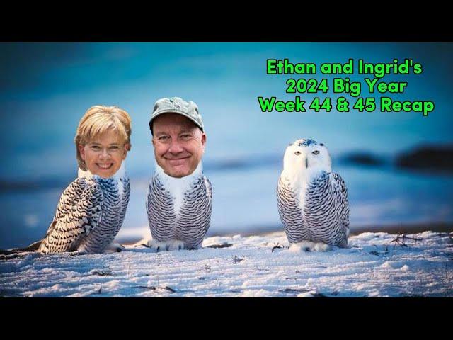 Ethan and Ingrid's 2024 Big Year (Week 44 and 45)