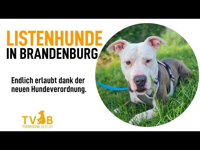 Keine Rasseliste mehr für Hunde in Brandenburg