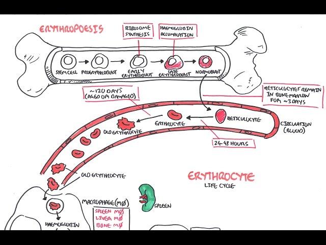 Haematology - Red Blood Cell Life Cycle