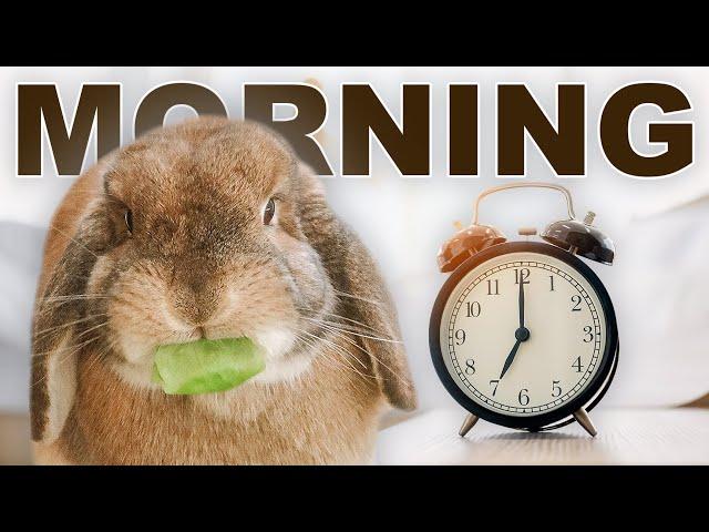 Free Roam Rabbit Morning Routine ️