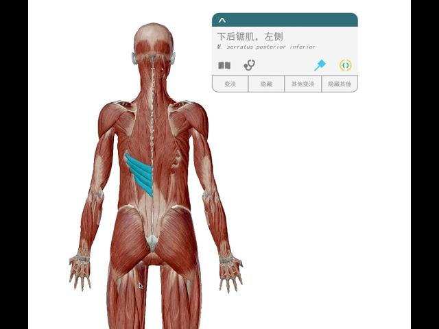 下背痛的解剖學概要 backmuscle 20180702